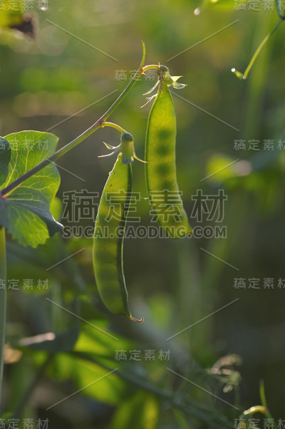 豌豆荚靠近。
