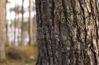 树干