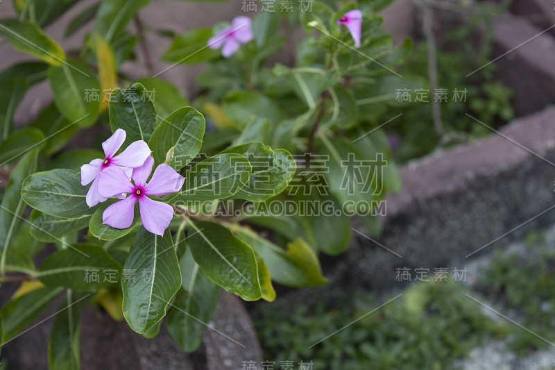 花园里有5片野樱红色花瓣