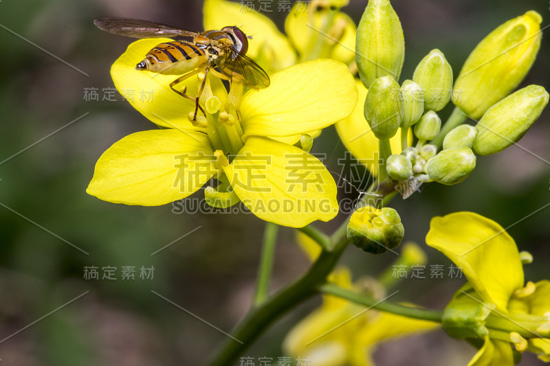 黄色报春花上的一种小斑纹虫