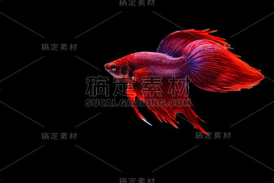暹罗斗鱼