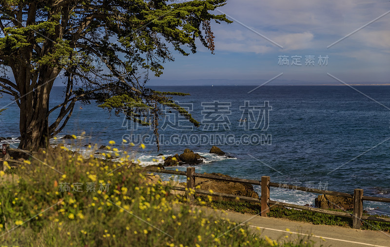 太平洋海岸柏树和海浪拍打着崎岖的加州北部蒙特雷海岸线的悬崖