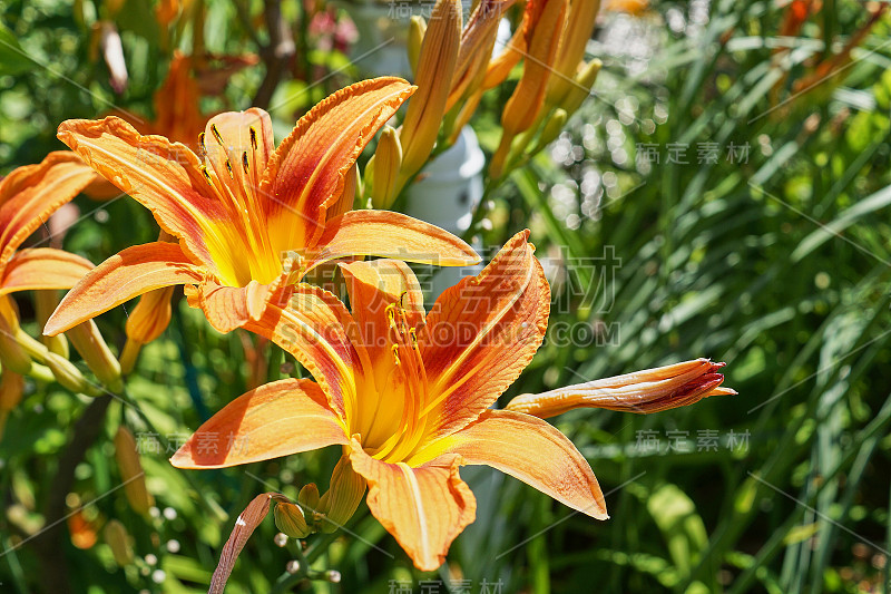 黄花菜(萱草)