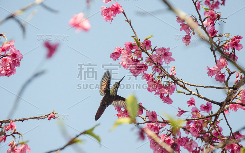 燕尾蜂鸟（贝娅-弗洛-特苏拉） （欧佩托梅纳宏古拉宏乌拉）