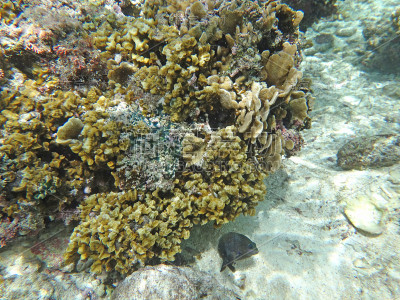 浮潜在关岛