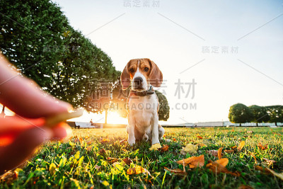 无脸主人在公园给严肃的比格尔犬喂食