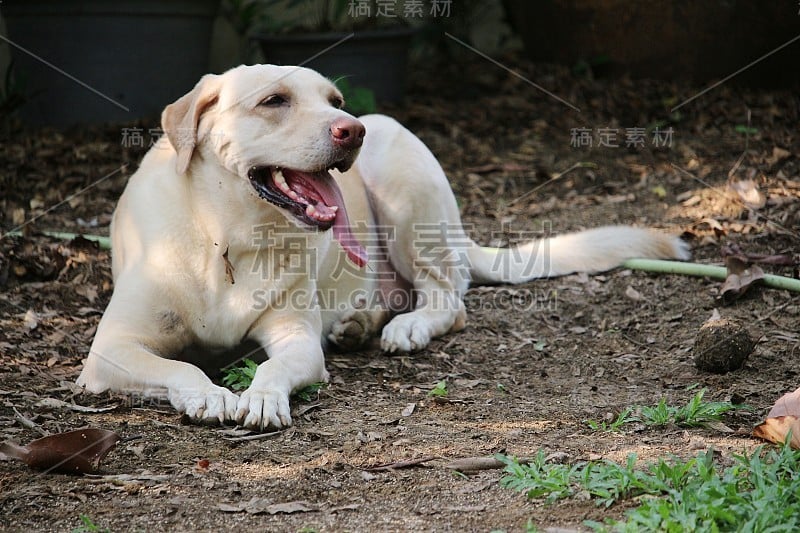 疲倦的白色拉布拉多犬