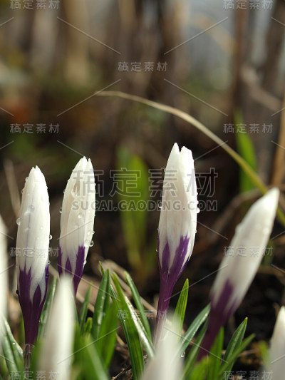 番红花