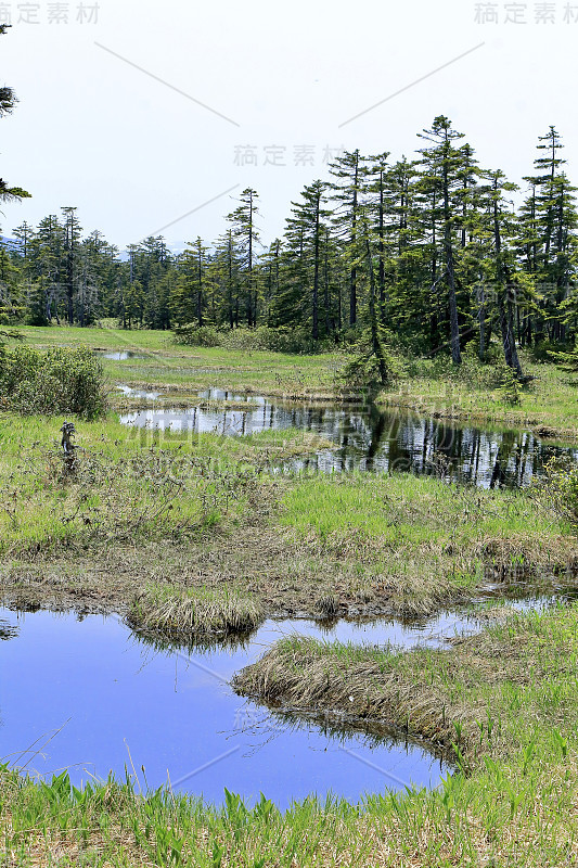 北海道浮岛沼泽地