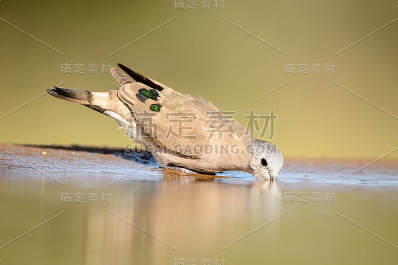 翡翠斑鸠饮水