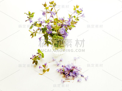 薄荷