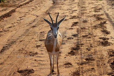 Springbuck