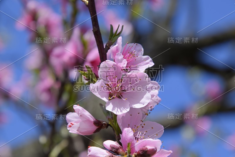 花园里盛开的野桃