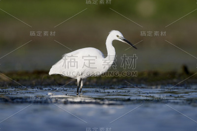 小白鹭，小白鹭