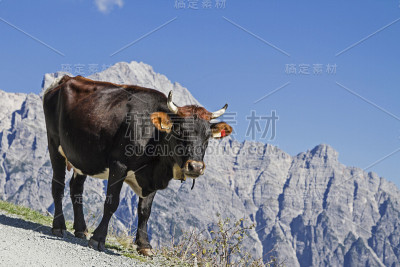 牛在山上度过夏天