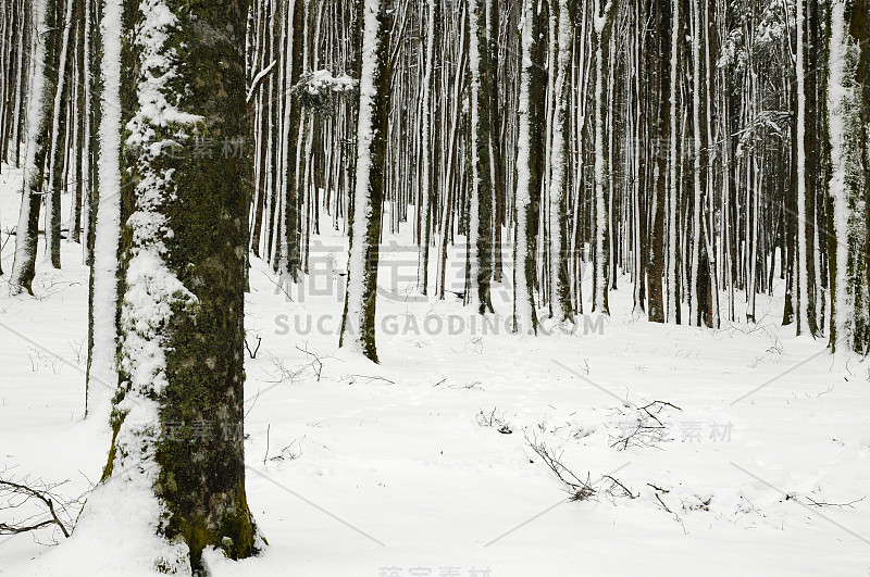 冬天的场景后一场雪在山毛榉森林在托斯卡纳山。意大利。