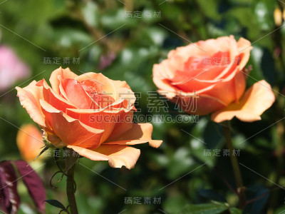 玫瑰