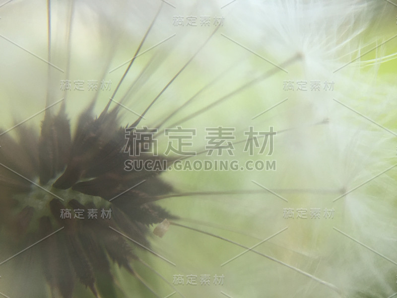 蒲公英