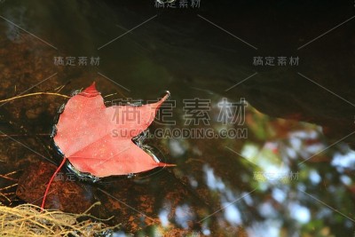 红色的枫叶
