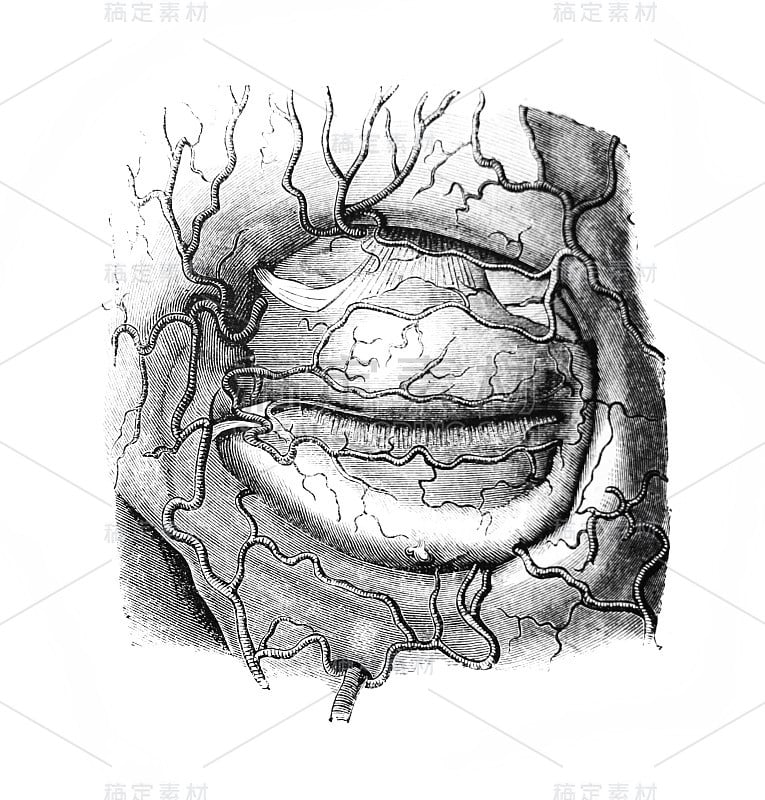 《外科解剖学》中的眼睑动脉或眼睑动脉，作者是B. Anger, 1869，巴黎
