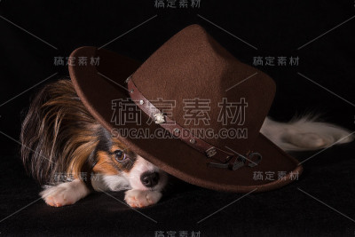 漂亮的狗大陆玩具猎犬蝶耳犬在棕色毡帽上的黑色背景