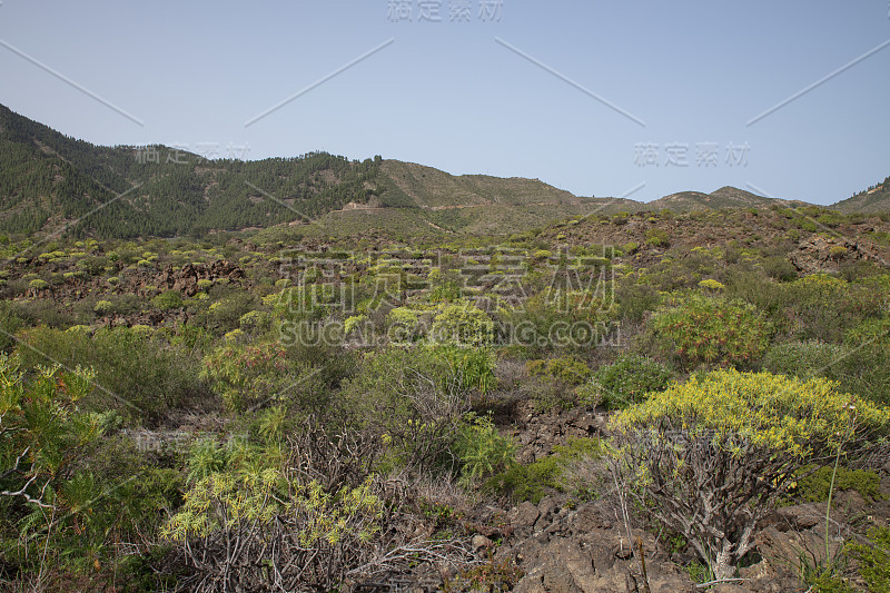 西班牙，加那利群岛，特内里费岛，圣地亚哥del Teide镇附近广阔的岩石景观，茂盛的特有植物