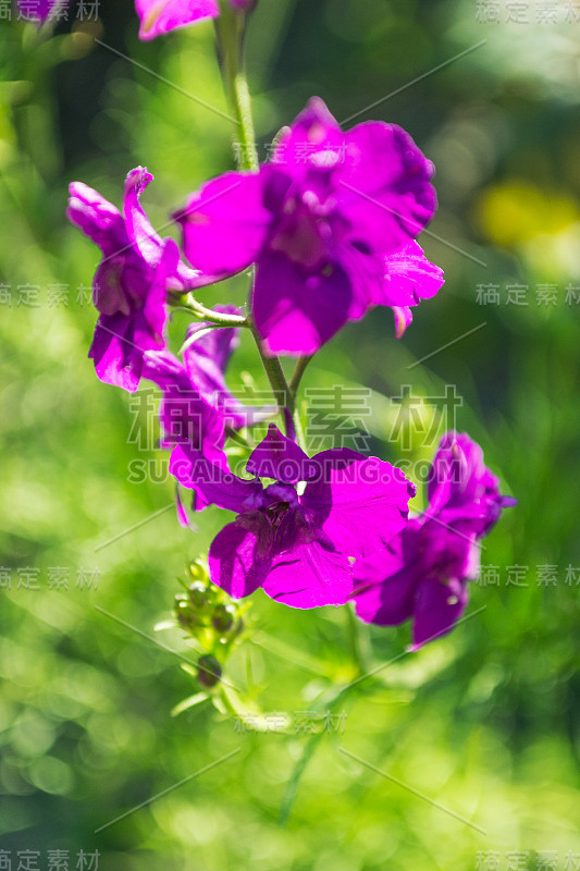 花，特写春天的花园- Stock形象