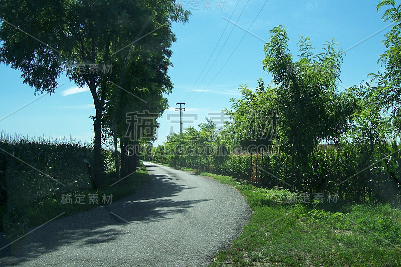 道路和树木