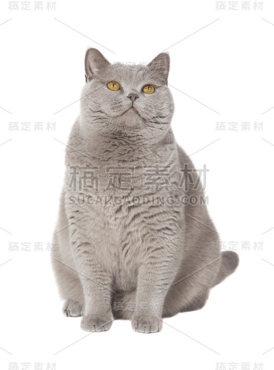 肥猫孤立