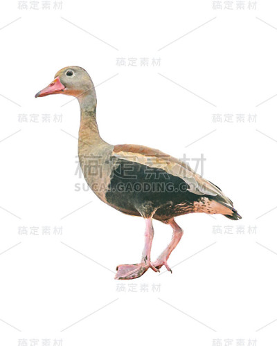 侧视图鸭子孤立的照片