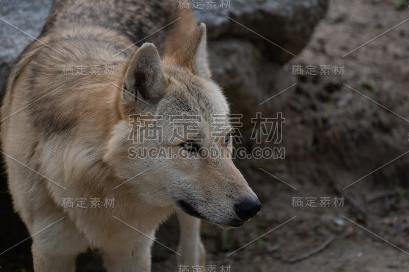 美丽的北极狼在夏天的肖像