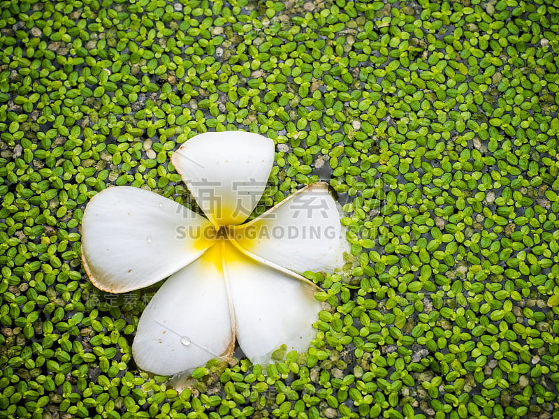 热带茉莉花(鸡蛋花)和水蕨