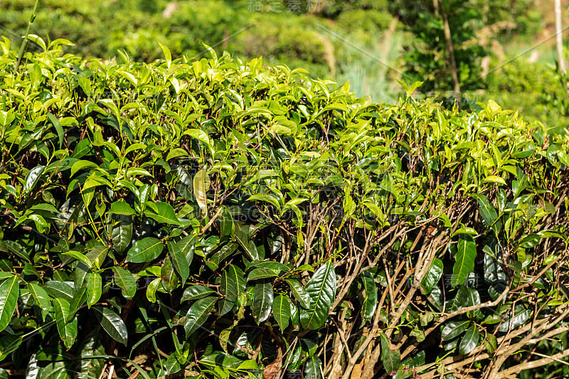 斯里兰卡的绿茶芽和新鲜茶叶