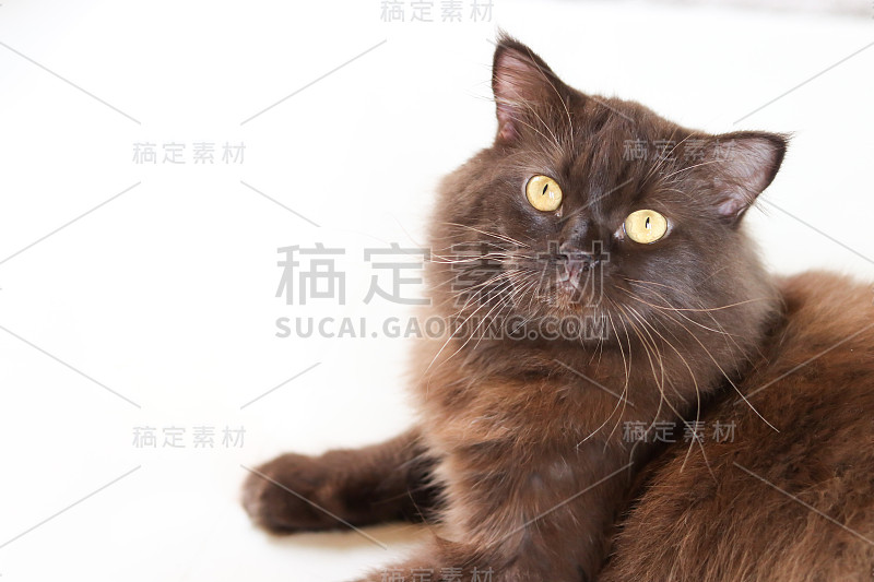 九命，猫，长毛波斯猫的肖像