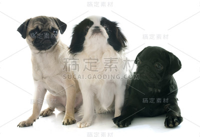 三只狗