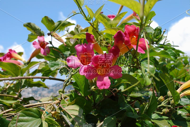 野蔷薇(野蔷薇科)粉红色花朵开放。