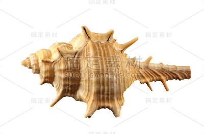 近距离孤立的钉螺