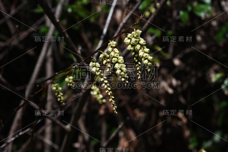 小通草早花