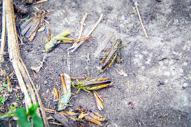 地上有蝗虫。宏,特写。蝗虫入侵