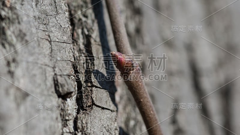 近距离和微距拍摄的芽