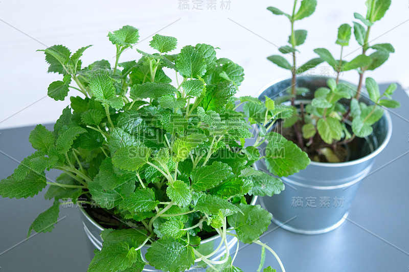 柠檬香和留兰香。免疫和健康理念。室内植物收集。有选择性的重点