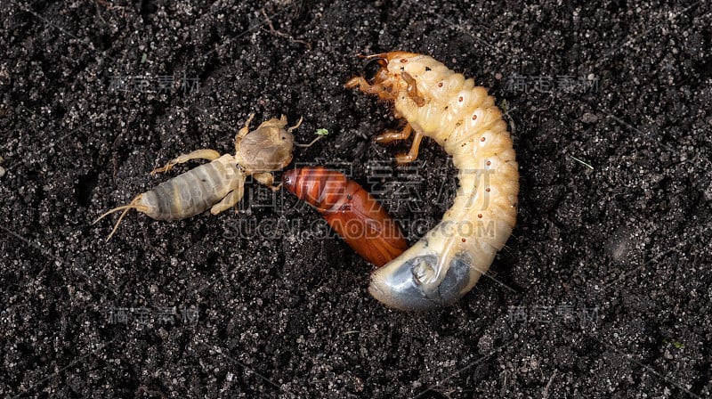 土壤中的农业害虫。五月虫幼虫，蛹蛾和欧洲鼹鼠蟋蟀