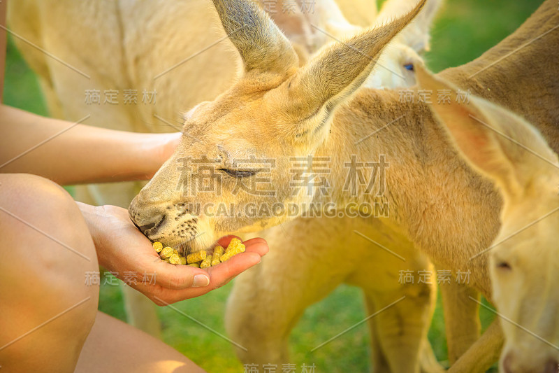 袋鼠吃手