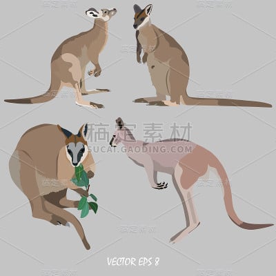 四只袋鼠——灰袋鼠和小袋鼠