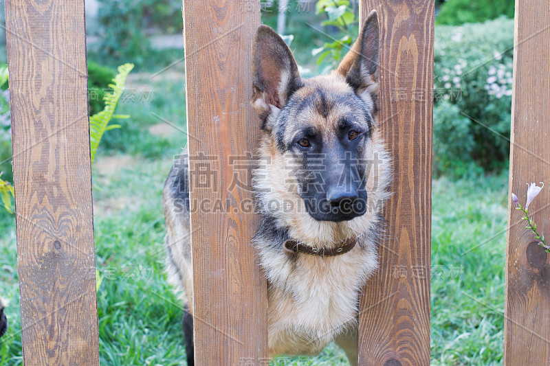 草丛中的德国牧羊犬