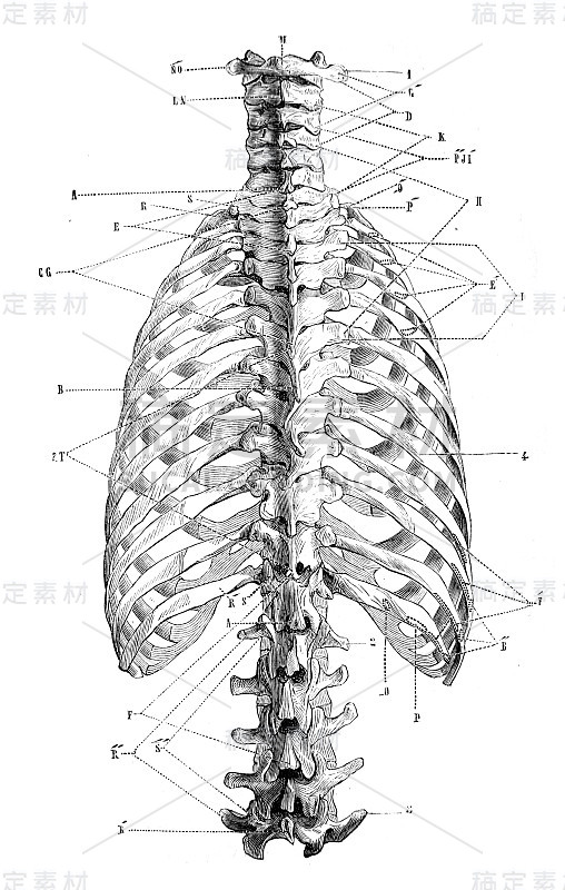 《外科解剖学》旧书中的后椎区域，作者B. Anger, 1869年，巴黎