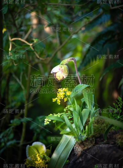 兜兰皮诺曹兰花的花蕾即将绽放