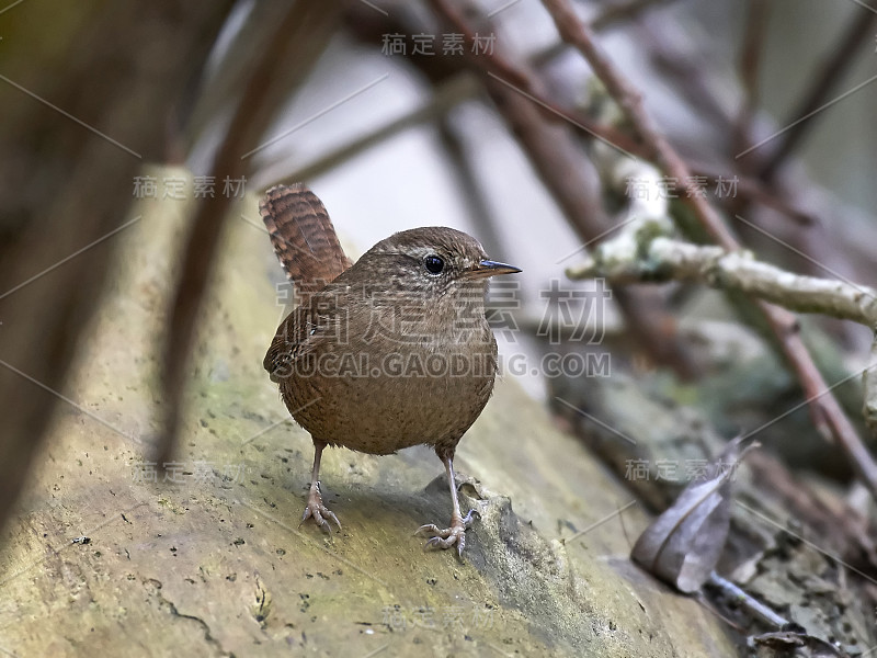 欧洲鹪鹩(Troglodytes Troglodytes)