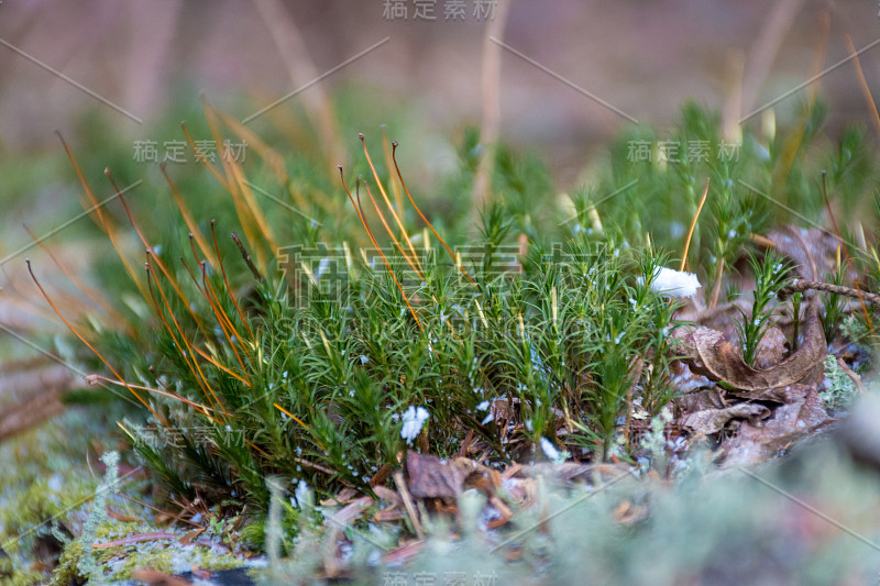 小松树草