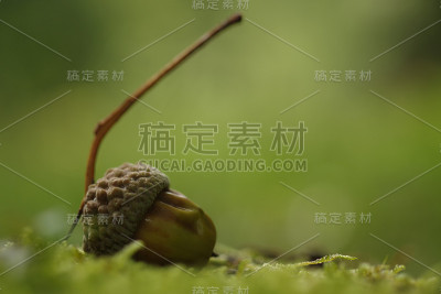 绿色背景上的格朗